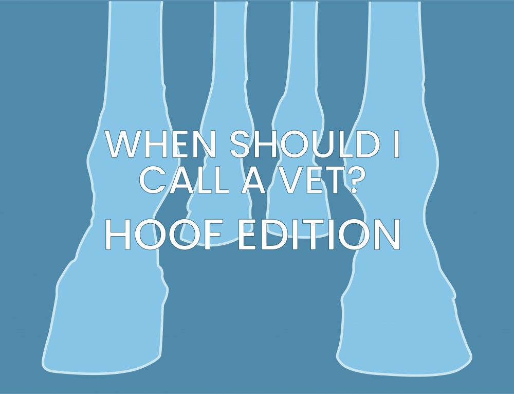 When to call a vet – Hoof Edition