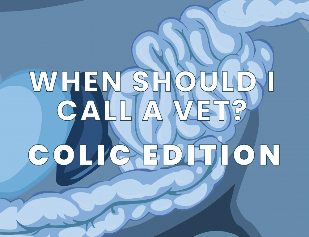 When To Call A Vet – Colic Edition